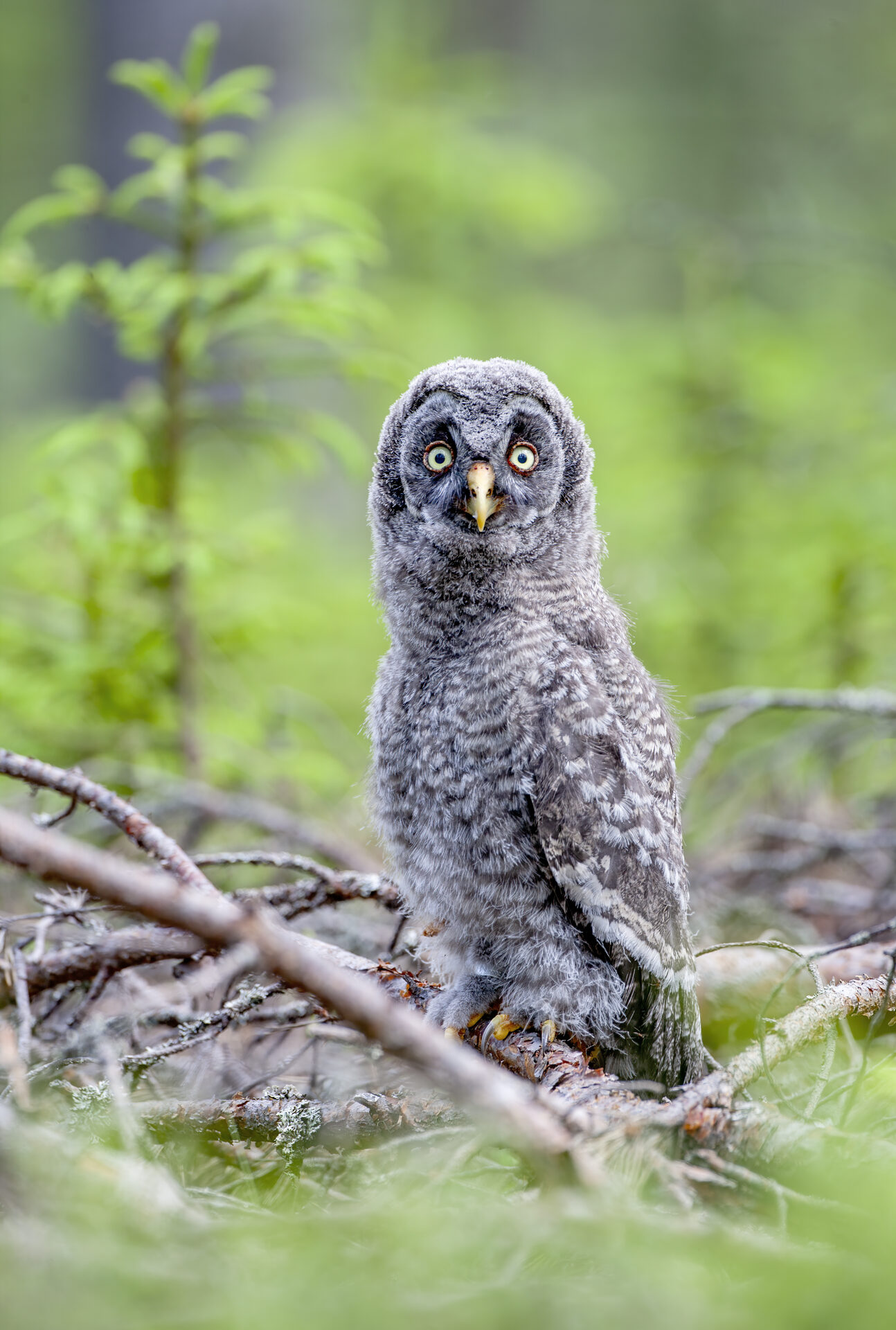 Great Grey Owl, Finland